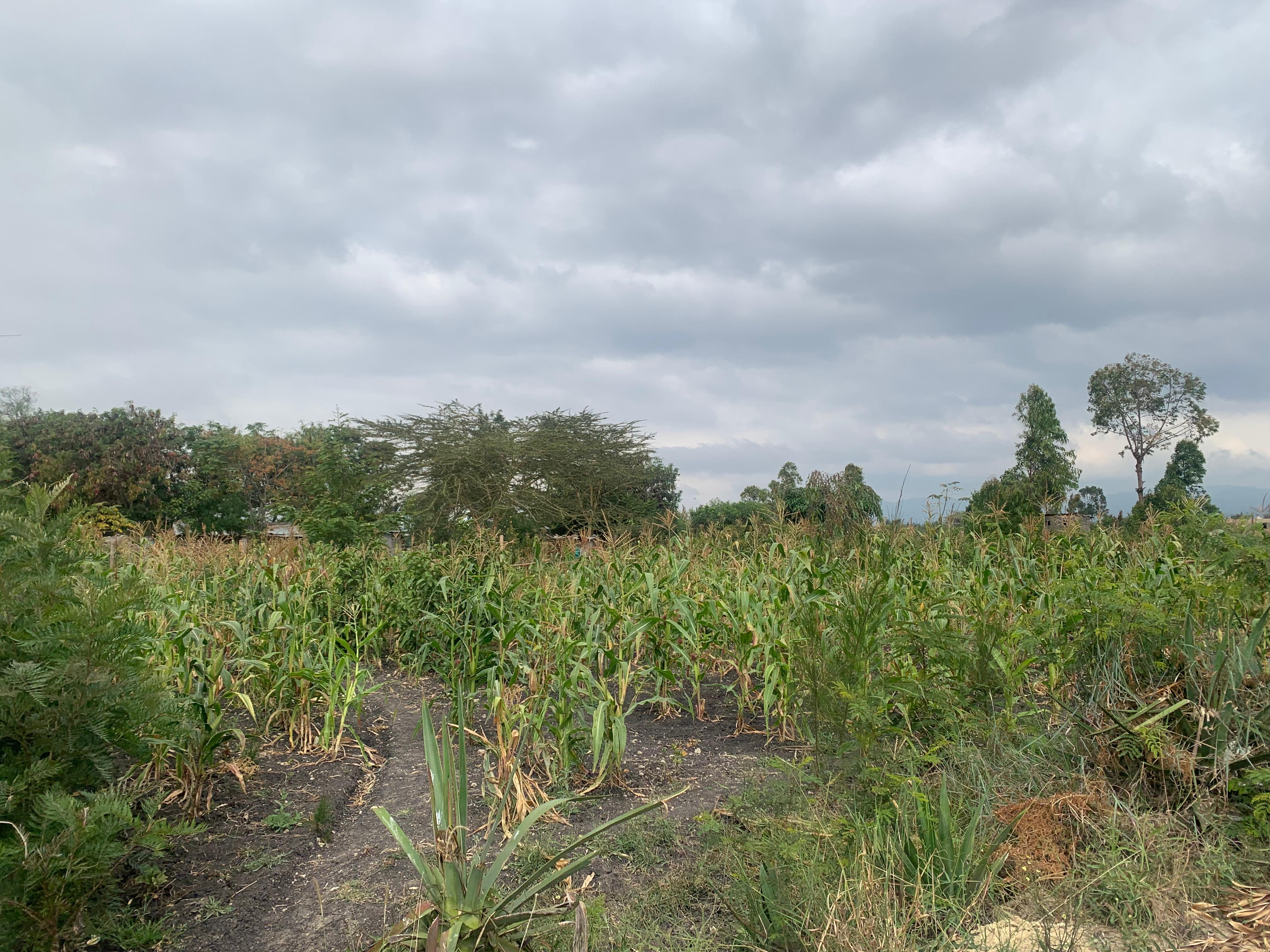 72/80 Acres plot Komahill