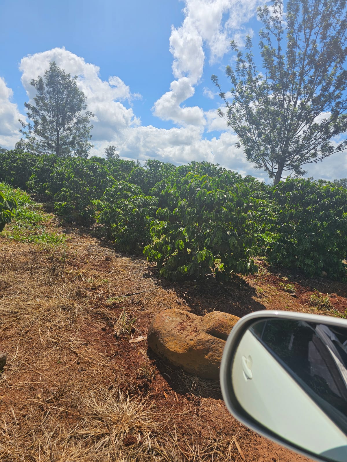 1 Acres Adjacent Delmonte Farm Thika