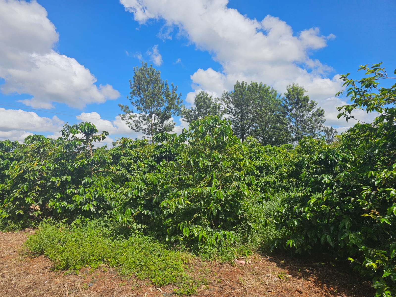 1 Acres Adjacent Delmonte Farm Thika