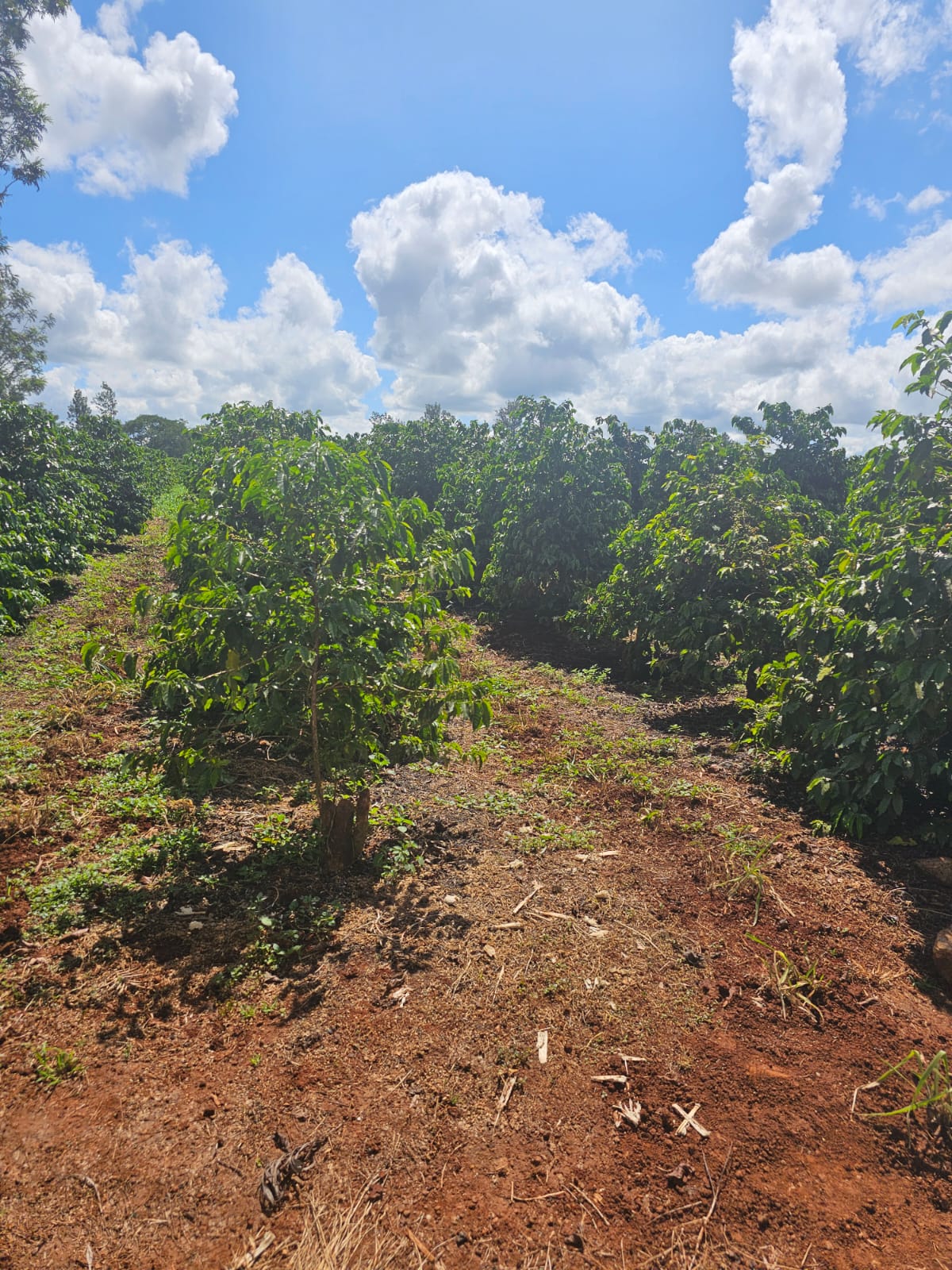 1 Acres Adjacent Delmonte Farm Thika