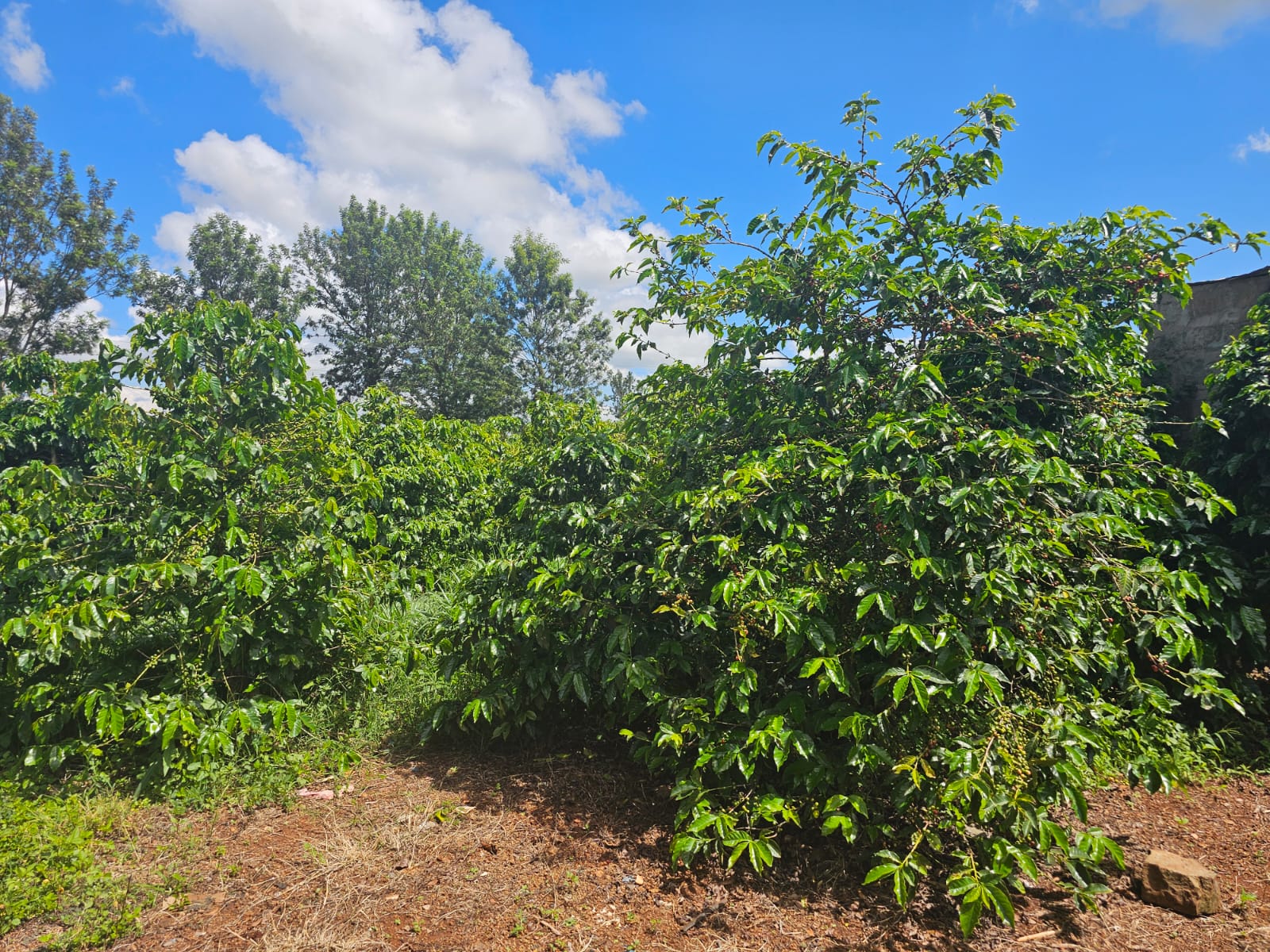 1 Acres Adjacent Delmonte Farm Thika