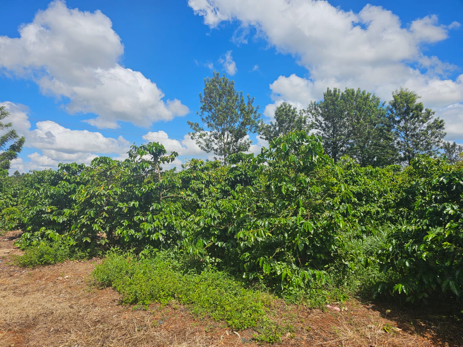 1 Acres Adjacent Delmonte Farm Thika