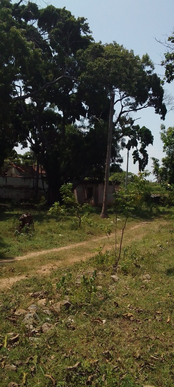 0.3113 Acre Plot for Sale Nyali