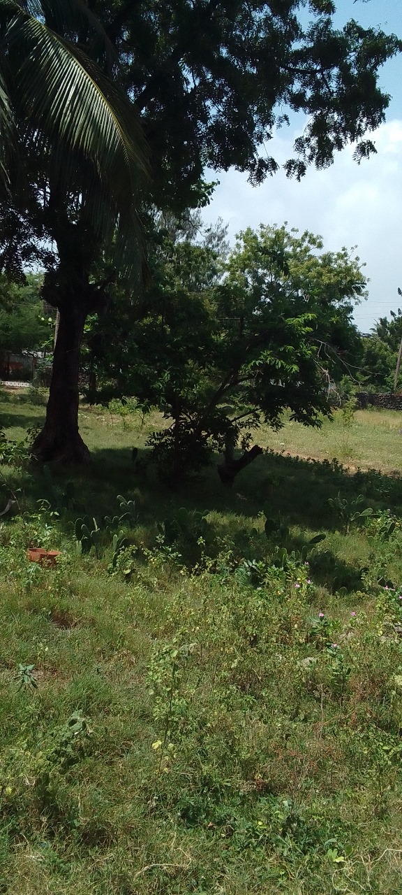 0.3113 Acre Plot for Sale Nyali