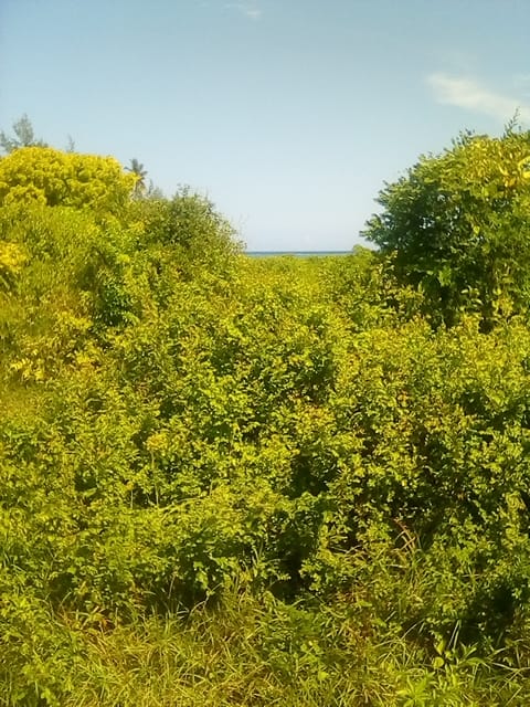 50 Acres  Beach Property Kilifi