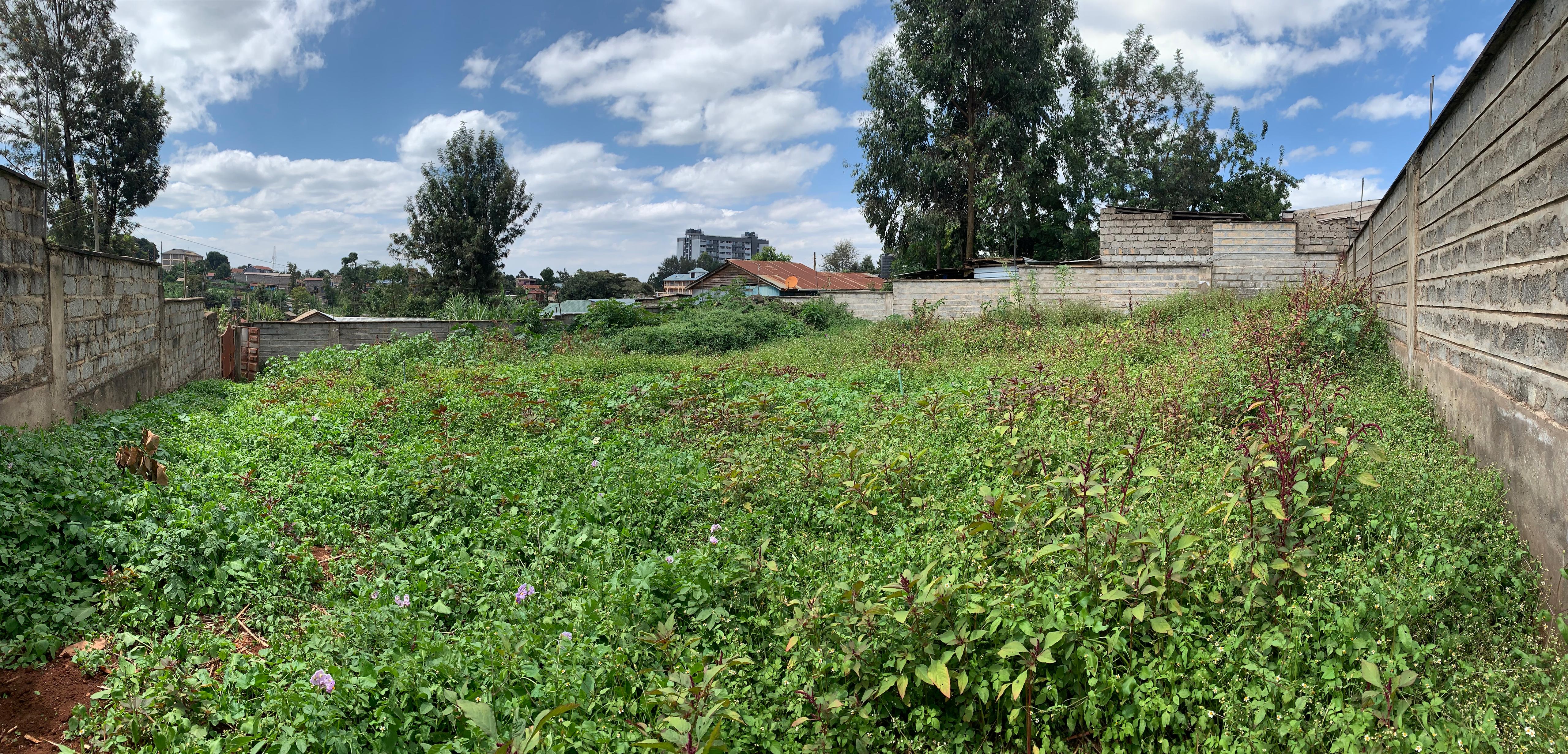 100 by 100 Plot Regen